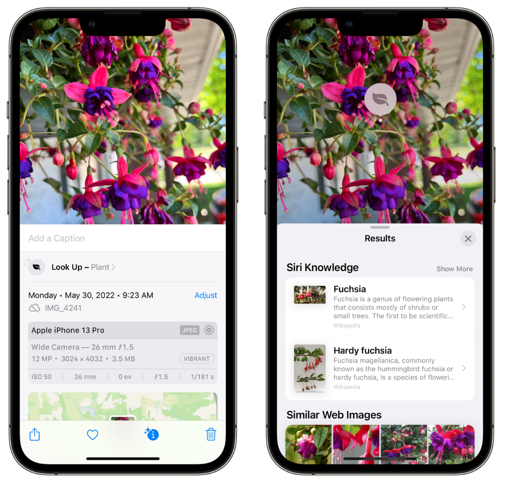 徽州苹果手机维修分享小技巧：使用 iPhone 相机识别花卉植物 